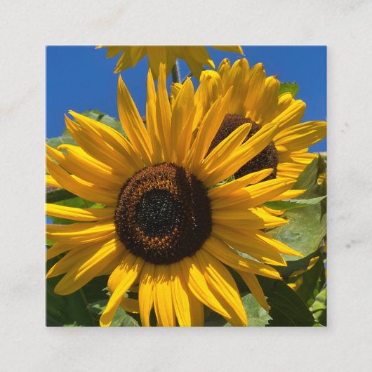 Carte D'accompagnement Tournesol (Devant)