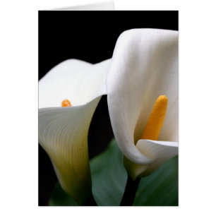 Carte d'accueil blanche Calla Lily