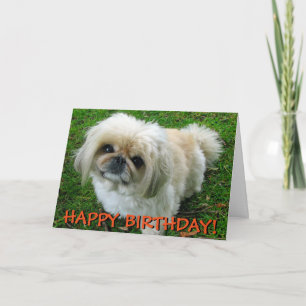 Carte d'accueil Pekingese