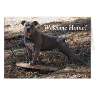 Carte d'accueil Pitbull avec skateboard Welcome Ho