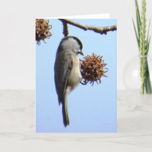 Carte d'accueil pour les chickadee
