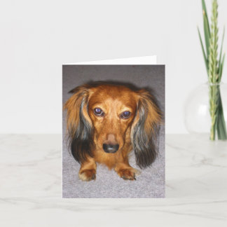 Carte Dachshund