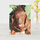 Carte Dachshund Thinking of you Card (Fleur jaune)