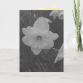 Carte Daffodile sauvage (Devant)