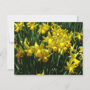 Carte Daffodiles Jaunes I Fleurs De Printemps Cheveux