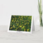 Carte Daffodiles/Narcisse (Dos)