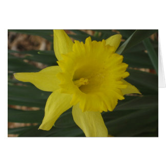 Carte Daffodique