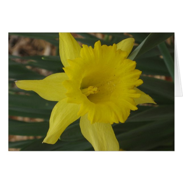 Carte Daffodique (Devant Horizontal)