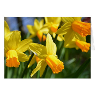 Carte Daffodique