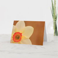 Daffodique Chemo Cancer Support