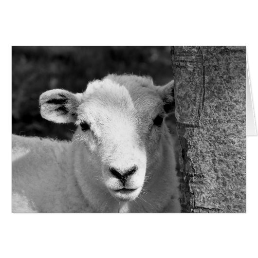 CARTE D'AGNEAU COUPE (Devant horizontal)