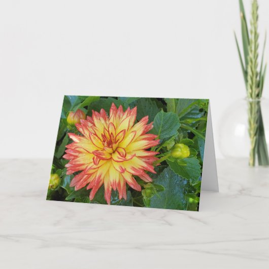Carte Dahlia (Devant)
