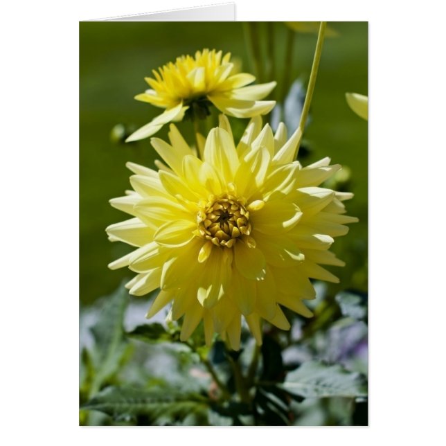 Carte Dahlia Jaune (Devant)
