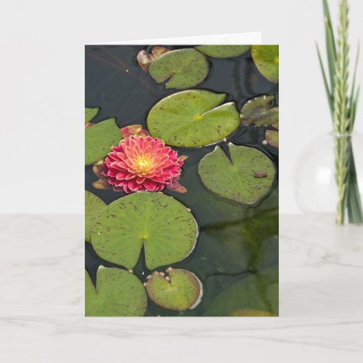 Carte Dahlia Pensée pour Vous dans les nénuphars (Devant)