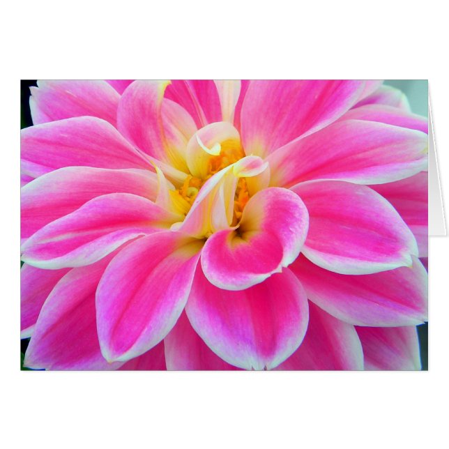 Carte Dahlia rose (Devant horizontal)