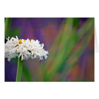 Carte Daisy 2