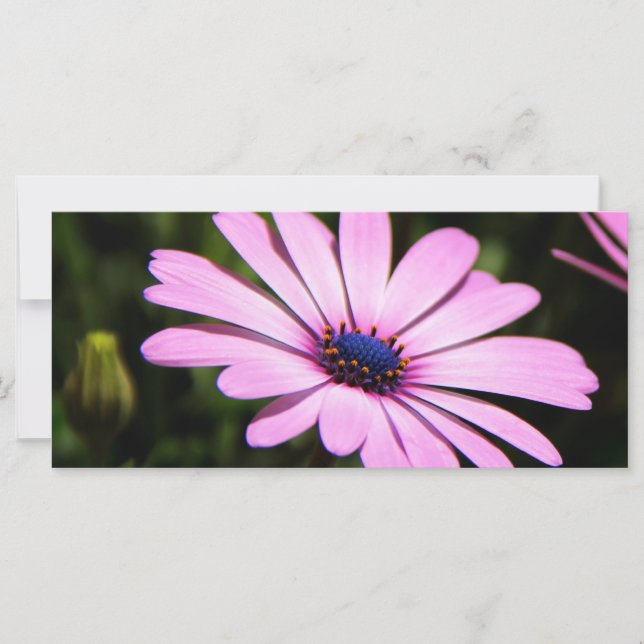 Carte Daisy africain (Devant)