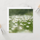 Carte Daisy Meadow (Devant/Arrière en situation)