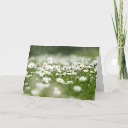Carte Daisy Meadow (Devant)