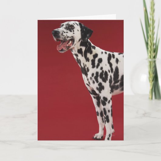 Carte Dalmatien (Devant)