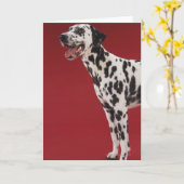 Carte Dalmatien (Fleur jaune)