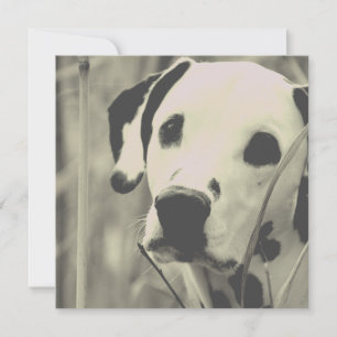 Carte Dalmatien