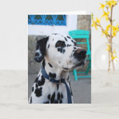 Carte Dalmatien (Fleur jaune)