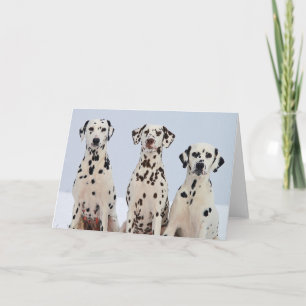 Carte Dalmation