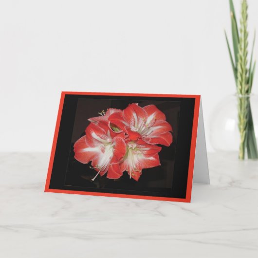 Carte d'amaryllis (Devant)