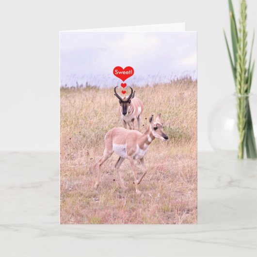 Carte d'amour Antelope (Devant)