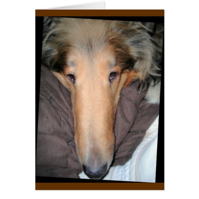 Carte d'amour Collie "Nez" (Devant)
