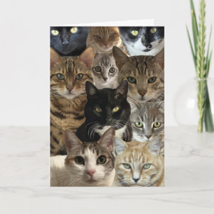 Carte d'Amoureux des chats