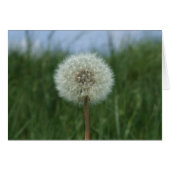 Carte Dandelion (Devant horizontal)