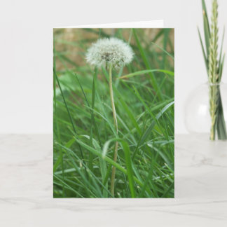 Carte Dandelion