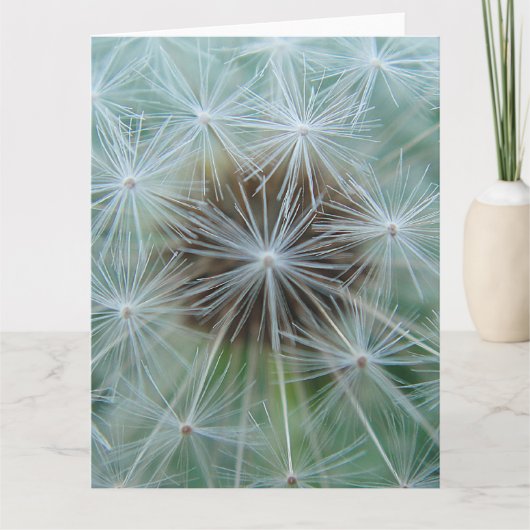 Carte Dandelion blanc (Devant)
