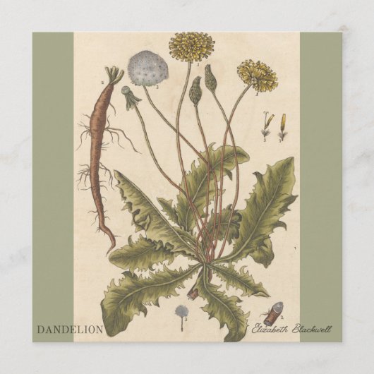 Carte Dandelion by Elizabeth Blackwell (Devant)