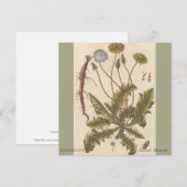 Carte Dandelion by Elizabeth Blackwell (Devant / Derrière)