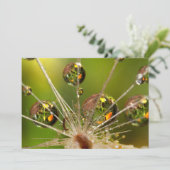 Carte Dandelion Et Droplets D'Eau (Debout devant)