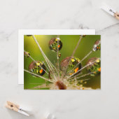 Carte Dandelion Et Droplets D'Eau (Devant/Arrière en situation)