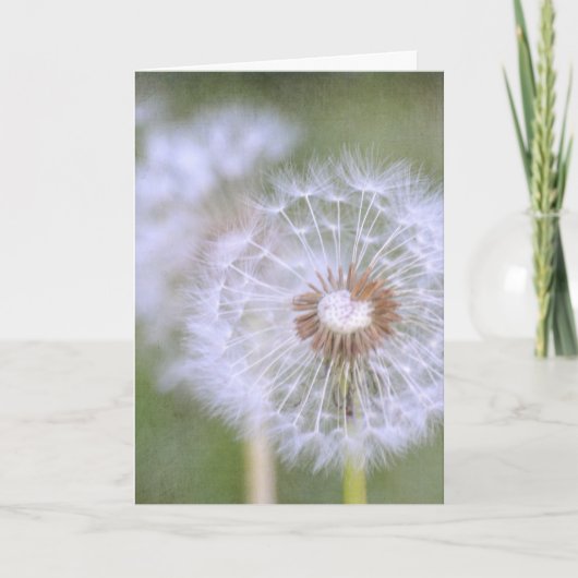 Carte Dandelion Flowers (Devant)