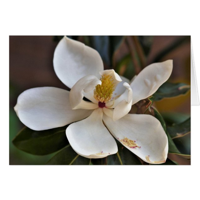 Carte d'ange de magnolia (Devant horizontal)