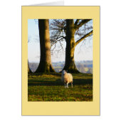 Carte d'animal de brebis solitaire (Devant)