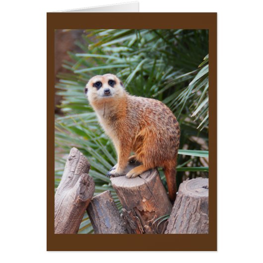 Carte d'animal Meerkat (Devant)