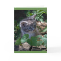 Carte d'anniversaire adorable de chaton