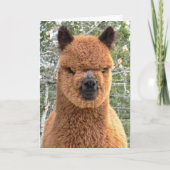Carte d'anniversaire Alpaca (Devant)