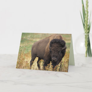 Carte d'anniversaire American Bison / Buffalo