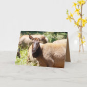 Carte d'anniversaire amusante avec du wapiti (Fleur jaune)