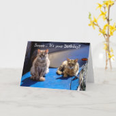 Carte d'anniversaire amusante : Chats sur une voit (Fleur jaune)