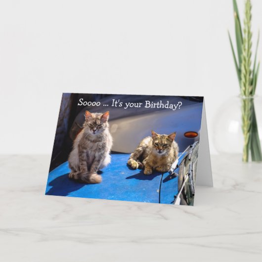 Carte d'anniversaire amusante : Chats sur une voit (Devant)