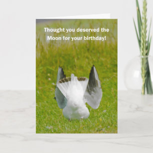 Carte d'anniversaire amusante - Mooning Seagull